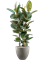 Ficus elastica 'Robusta' in Grigio - Foto 71069