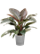 Philodendron `Imperial Red' in Greensense Aqua Care - Foto 71115
