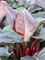 Philodendron `Imperial Red' in Greensense Aqua Care - Foto 71118