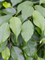 Ficus benjamina 'Danielle' in Grigio - Foto 71155