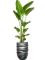 Strelitzia nicolai in Baq Gradient Lee - Foto 71196