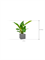Philodendron `Imperial Green' in Natural - Foto 71257
