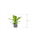 Anthurium elipticum 'Jungle bush' in Natural - Foto 71287