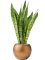 Sansevieria masoniana 'Dragon' in Capi Lux Retro - Foto 71327