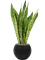 Sansevieria masoniana 'Dragon' in Capi Nature Groove - Foto 71330