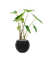Alocasia zebrina in Capi Nature Groove - Foto 71346