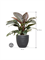 Philodendron `Imperial Red' in Baq Angle - Foto 71407