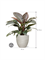 Philodendron `Imperial Red' in Baq Angle - Foto 71415