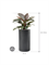 Philodendron `Imperial Red' in Baq Basic - Foto 71548