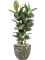 Ficus elastica 'Robusta' in Baq Lava - Foto 71555