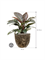 Philodendron `Imperial Red' in Baq Lava - Foto 71568