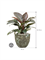 Philodendron `Imperial Red' in Baq Lava - Foto 71576