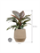 Philodendron `Imperial Red' in Humus - Foto 71616