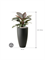 Philodendron `Imperial Red' in Pure® - Foto 71676
