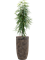 Ficus binnendijkii 'Alii' in Baq Luxe Lite Universe Layer - Foto 71726