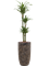 Dracaena deremensis 'Warneckei' in Baq Luxe Lite Universe - Foto 71730