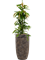 Ficus binnendijkii 'Amstel King' in Baq Luxe Lite Universe - Foto 71734