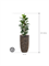 Ficus cyathistipula in Baq Luxe Lite Universe Layer - Foto 71739