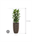 Ficus cyathistipula in Baq Luxe Lite Universe Layer - Foto 71747