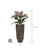Philodendron `Imperial Red' in Baq Luxe Lite Universe Moon - Foto 71804
