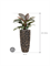 Philodendron `Imperial Red' in Baq Luxe Lite Universe Moon - Foto 71808