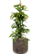 Ficus binnendijkii 'Amstel King' in Baq Luxe Lite Universe - Foto 71834