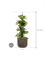 Ficus binnendijkii 'Amstel King' in Baq Luxe Lite Universe - Foto 71835