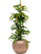 Ficus binnendijkii 'Amstel King' in Baq Opus Hammered - Foto 71892