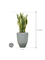 Sansevieria trifasciata 'Laurentii' in One and Only - Foto 72123