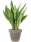 Sansevieria masoniana 'Dragon' in Terra Cotta - Foto 72381