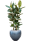 Ficus elastica 'Robusta' in Baq Metallic Silver leaf - Foto 72426