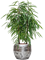 Ficus binnendijkii 'Alii' in Baq Opus Raw - Foto 72458
