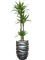 Dracaena deremensis 'Warneckei' in Baq Gradient Lee - Foto 72621