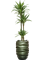 Dracaena deremensis 'Warneckei' in Baq Gradient Lee - Foto 72675
