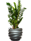 Zamioculcas zamiifolia in Baq Gradient Lee - Foto 72708