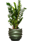 Zamioculcas zamiifolia in Baq Gradient Lee - Foto 72717