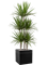 Dracaena marginata in Baq Line-Up - Foto 72760