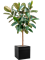 Ficus elastica 'Robusta' in Baq Line-Up - Foto 72771