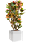 Croton (Codiaeum) variegatum 'Petra' in Baq Line-Up - Foto 72795