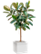 Ficus elastica 'Robusta' in Baq Line-Up - Foto 72813