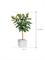 Ficus elastica 'Robusta' in Baq Line-Up - Foto 72814