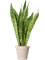 Sansevieria masoniana 'Dragon' in Fibrics Bamboo - Foto 72844