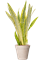 Sansevieria trifasciata 'Lauren' in Fibrics Bamboo - Foto 72856