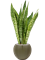 Sansevieria 'Dragon' in Capi Nature Groove Special, 29316 - Foto 72905