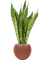 Sansevieria 'Dragon' in Capi Nature Groove Special - Foto 72908