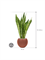Sansevieria 'Dragon' in Capi Nature Groove Special - Foto 72909