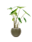 Alocasia zebrina in Capi Nature Groove Special - Foto 72929