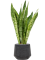 Sansevieria masoniana 'Dragon' in Baq Raindrop, 29372 - Foto 73122