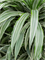 Dracaena deremensis 'Warneckei' in Baq Raindrop - Foto 73198