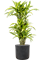 Dracaena fragrans 'Lemon Lime' in Baq Raindrop, 29395 - Foto 73203